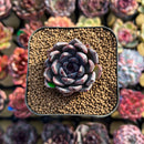 Echeveria 'Black Zaragoza' 1" Succulent Plant Cutting