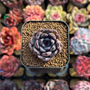 Echeveria 'Black Zaragoza' 1" Succulent Plant Cutting