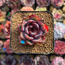 Echeveria 'Black Tan' 2" Succulent Plant Cutting