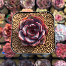 Echeveria 'Black Tan' 2" Succulent Plant Cutting