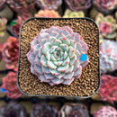 Echeveria 'Light' 2" Succulent Plant Cutting