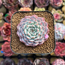 Echeveria 'Light' 2" Succulent Plant Cutting
