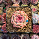 Echeveria 'Malgan' 1"-2" Succulent Plant Cutting