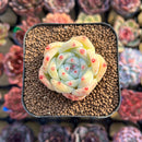 Echeveria 'Karla' 1" Succulent Plant Cutting