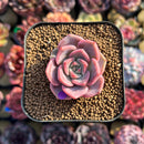 Echeveria 'Pinks' 1" New Hybrid Succulent Plant Cutting