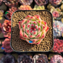Echeveria 'Toscanelli' 1"-2" Succulent Plant Cutting