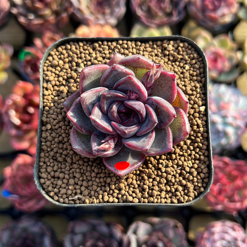 magenta succulent Echeveria 'Magenta' 1"-2" Succulent Plant Cutting
