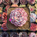 Echeveria 'Ultra Violet' 2" Succulent Plant Cutting