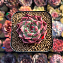 Echeveria 'Sualeu' 1"-2" Succulent Plant Cutting