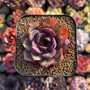 Echeveria 'Black Tan' 2" Succulent Plant Cutting