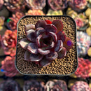 Echeveria 'Black Tan' 2" Succulent Plant Cutting