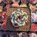 Echeveria 'Blue Dragon' Type B 2" Succulent Plant Cutting
