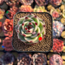 Echeveria 'Blue Dragon' Type B 2" Succulent Plant Cutting