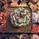 Echeveria 'Blue Dragon' Type B 2" Succulent Plant Cutting