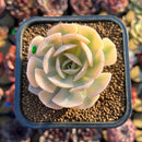 Echeveria Runyonii Variegated (Aka Echeveria 'Akaihosi' Variegated) 2" Succulent Plant Cutting