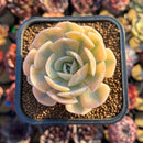 Echeveria Runyonii Variegated (Aka Echeveria 'Akaihosi' Variegated) 2" Succulent Plant Cutting