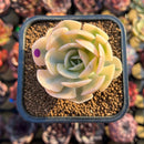 Echeveria Runyonii Variegated (Aka Echeveria 'Akaihosi' Variegated) 2" Succulent Plant Cutting