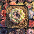 Echeveria 'Amethyst' 2" Succulent Plant Cutting