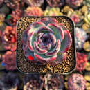 Echeveria 'Dark Opal' 2" Succulent Plant Cutting