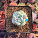 Echeveria 'Albi Drop' 1" Succulent Plant Cutting