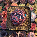 Echeveria 'Rainbow Goddess' 2" Succulent Plant Cutting