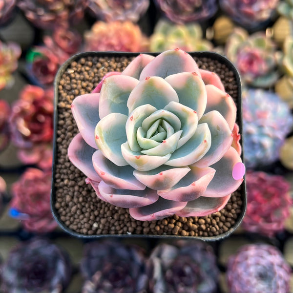 aesthetic pink succulents Echeveria 'Pink Vera' Variegated 2" Succulent Plant Cutting
