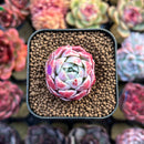 Echeveria 'Cotton Candy' 1"-2" Changhee Hybrid Succulent Plant Cutting