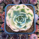 Echeveria 'Compton Carousel' 2" Succulent Plant Cutting