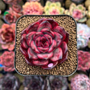 Echeveria 'Tim' 2" Succulent Plant Cutting