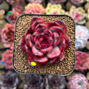Echeveria 'Tim' 2" Succulent Plant Cutting