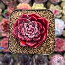 Echeveria 'Mohican' 2" Succulent Plant Cutting