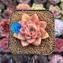 Echeveria 'Harrison' 2" Succulent Plant Cutting