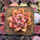 Echeveria 'Harrison' 2" Succulent Plant Cutting