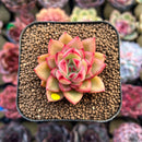 Echeveria 'Harrison' 2" Succulent Plant Cutting
