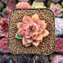 Echeveria 'Harrison' 2" Succulent Plant Cutting