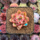 Echeveria 'Harrison' 2" Succulent Plant Cutting
