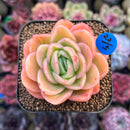 Echeveria 'Raja' 2" Succulent Plant Cutting