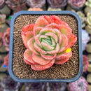 Echeveria 'Raja' 2" Succulent Plant Cutting