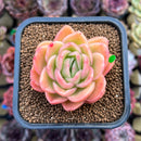 Echeveria 'Raja' 2" Succulent Plant Cutting