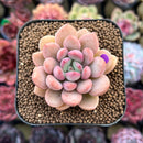 Graptoveria 'Tores' 2" Succulent Plant Cutting