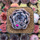 Echeveria 'Dark Opal' 2" Succulent Plant Cutting