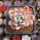 Echeveria 'Miss Jin' Type B 2" Succulent Plant Cutting