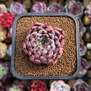 Echeveria 'Jackal' 2" Succulent Plant Cutting
