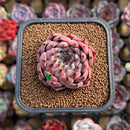 Echeveria 'Jackal' 2" Succulent Plant Cutting