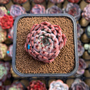 Echeveria 'Jackal' 2" Succulent Plant Cutting