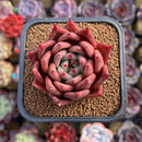 Echeveria Agavoides Hybrid sp. 2" Unique Seed-Grown Hybrid Succulent Plant Cutting