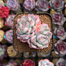 Echeveria Hybrid sp. 2" Unique Seed-Grown Hybrid Succulent Plant Cutting