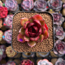 Echeveria 'Red Tan' 2" Succulent Plant Cutting