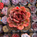 Echeveria 'Red Tan' 2" Succulent Plant Cutting
