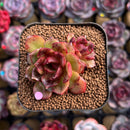 Echeveria 'Red Tan' 2" Succulent Plant Cutting